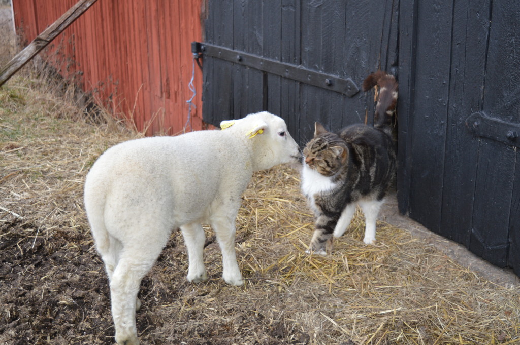 Nyfiket lamm och tålmodig katt