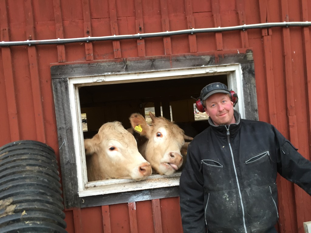 Bonden och två av gårdens 15 kvigor.