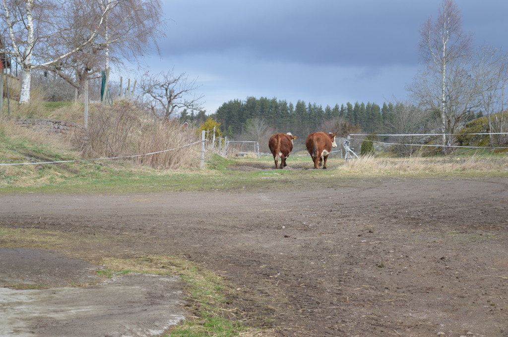 Ko-lugn promenad till betesmarken.