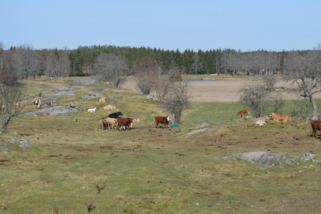 Kossorna håller sig gärna framme i vårsolen.