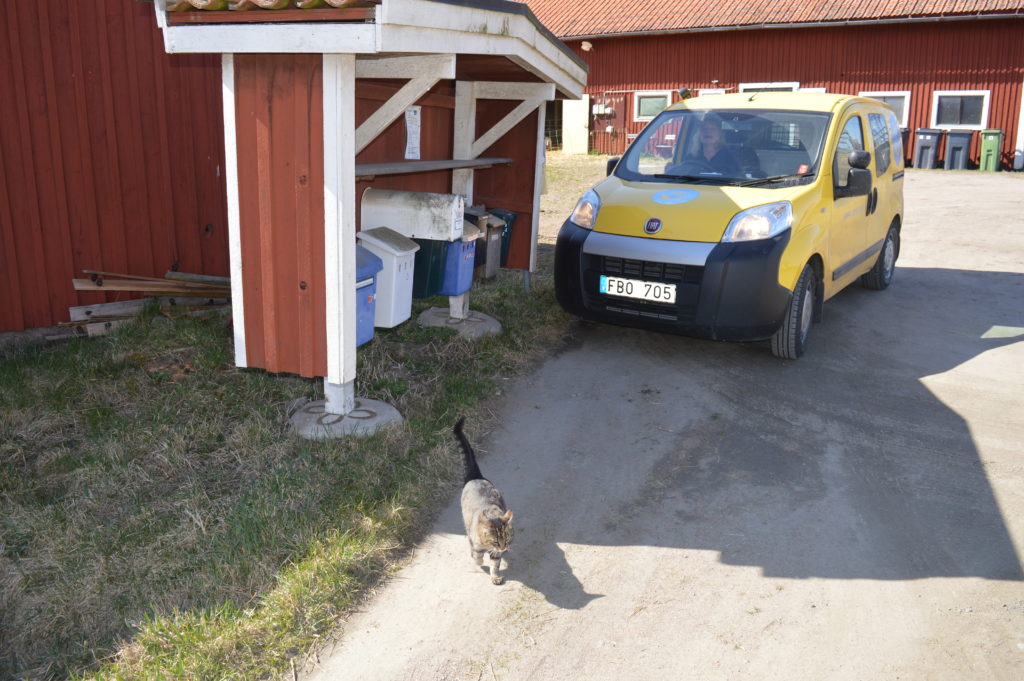 Kattgubben Kissen välkomnar lantbrevbäraren (som också är min mamma).