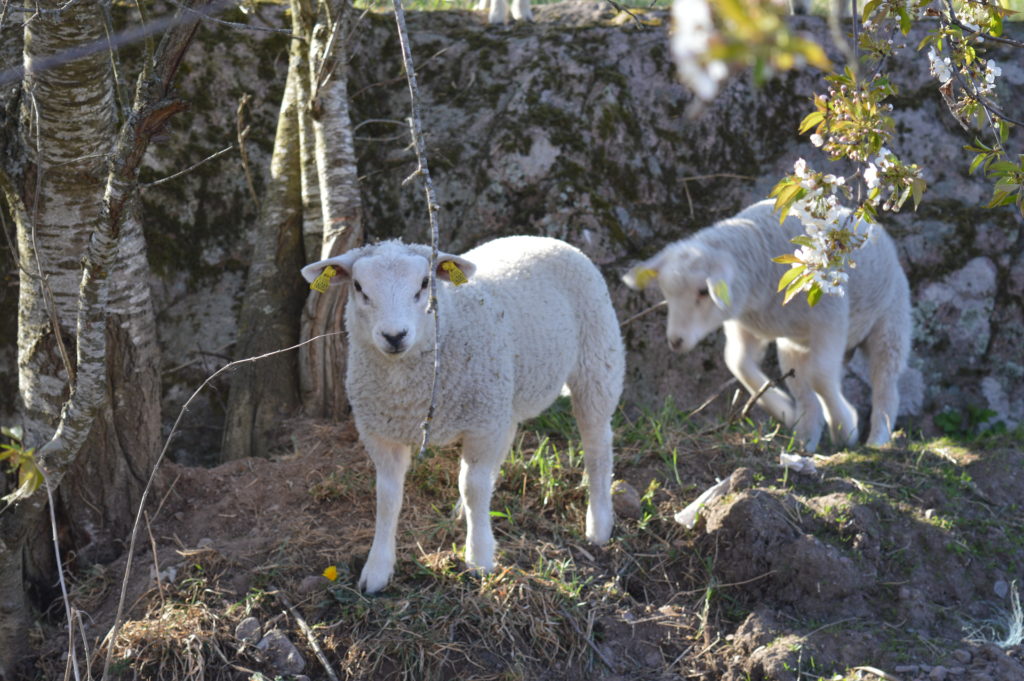 Lamm